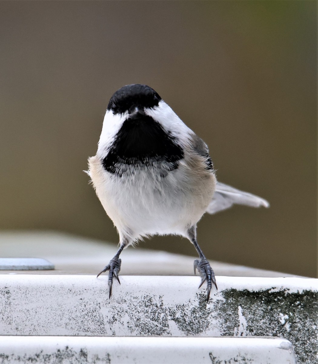 Black-capped Chickadee - ML396395661