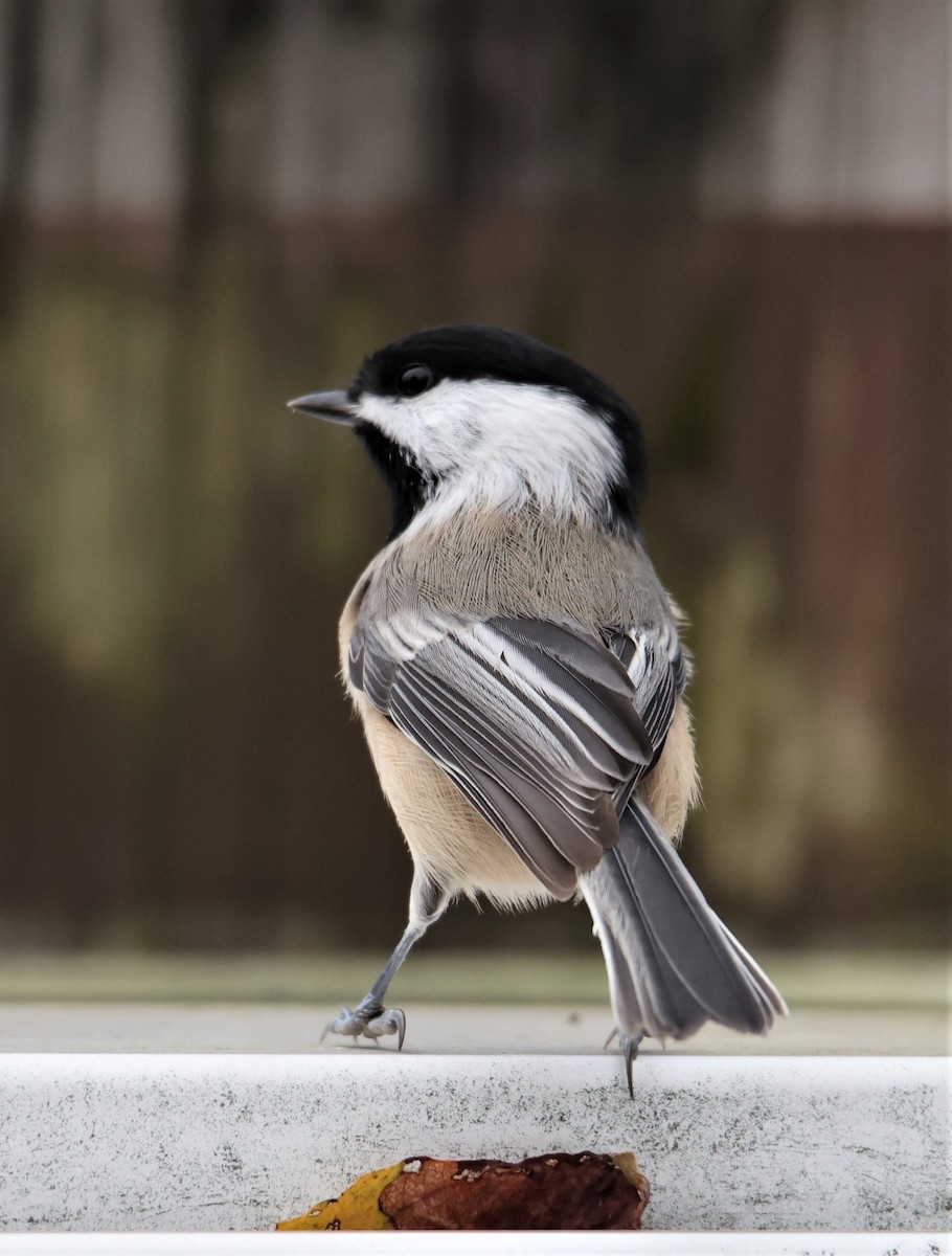 Black-capped Chickadee - ML396395681