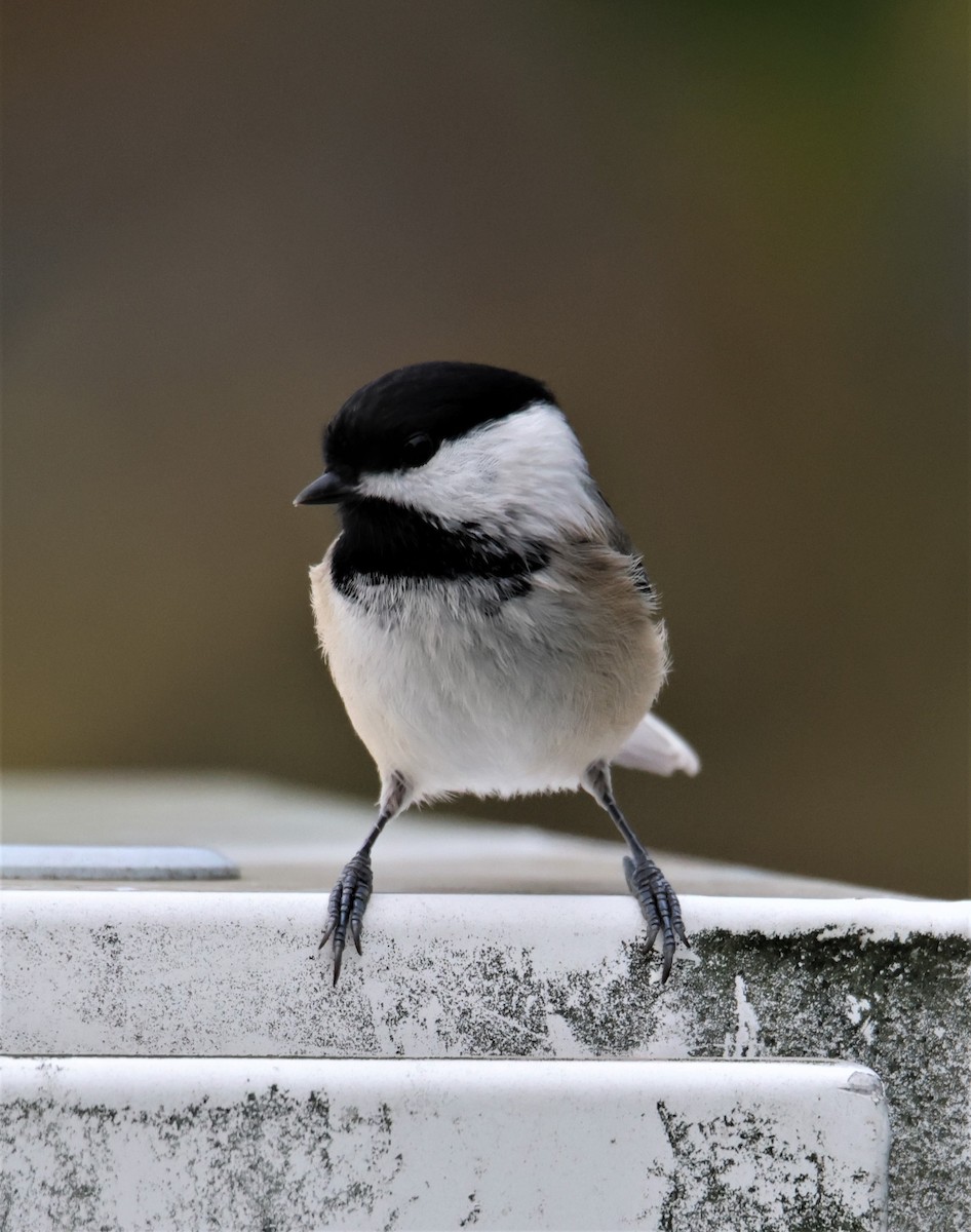 Black-capped Chickadee - ML396395711