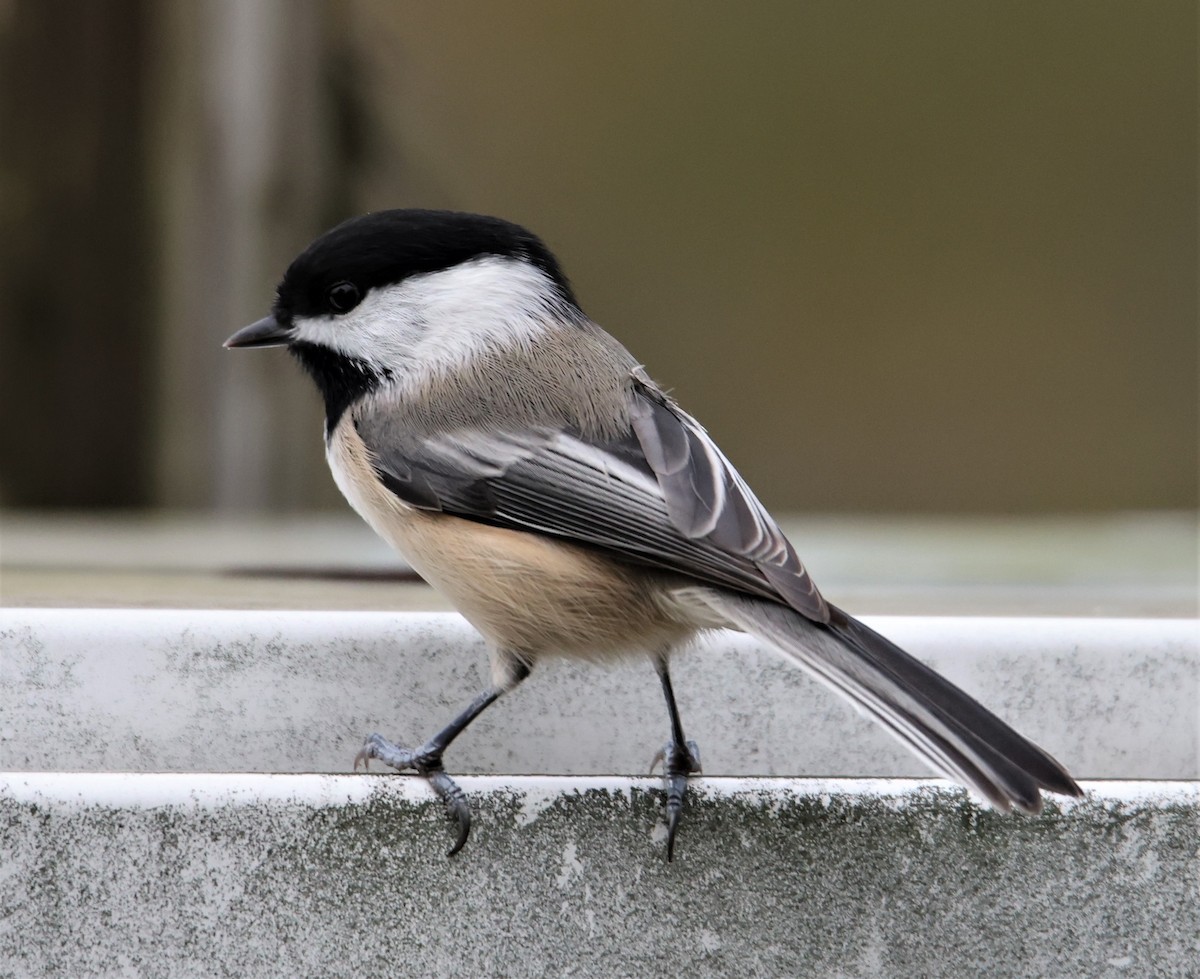 Black-capped Chickadee - ML396395741