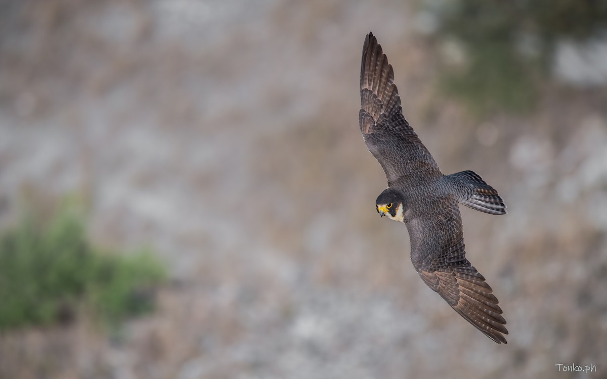 Peregrine Falcon - ML396396351