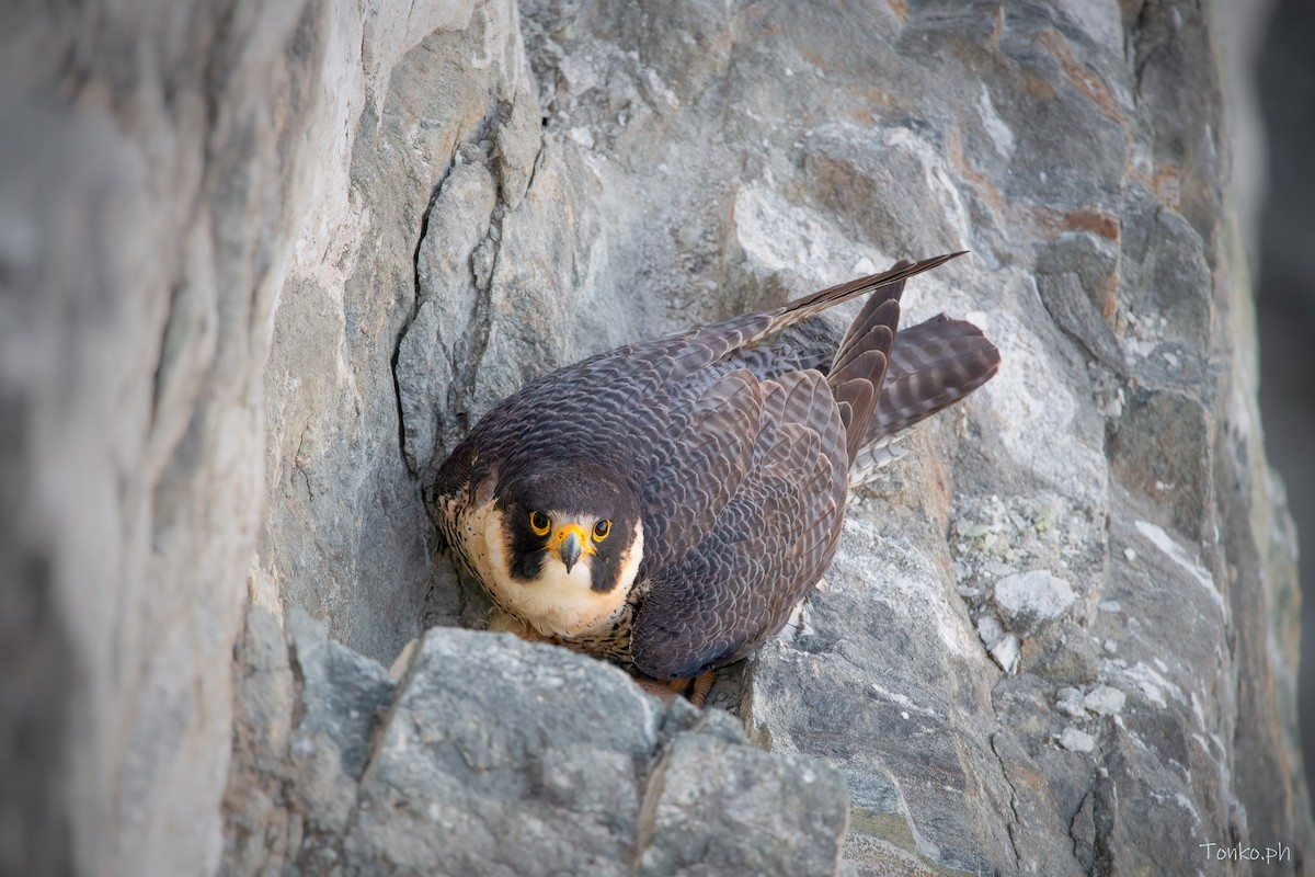 Peregrine Falcon - ML396396381