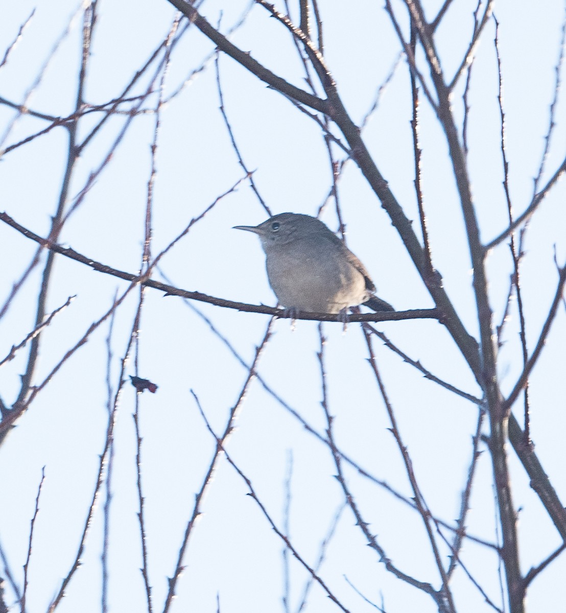 Northern House Wren - ML396397301