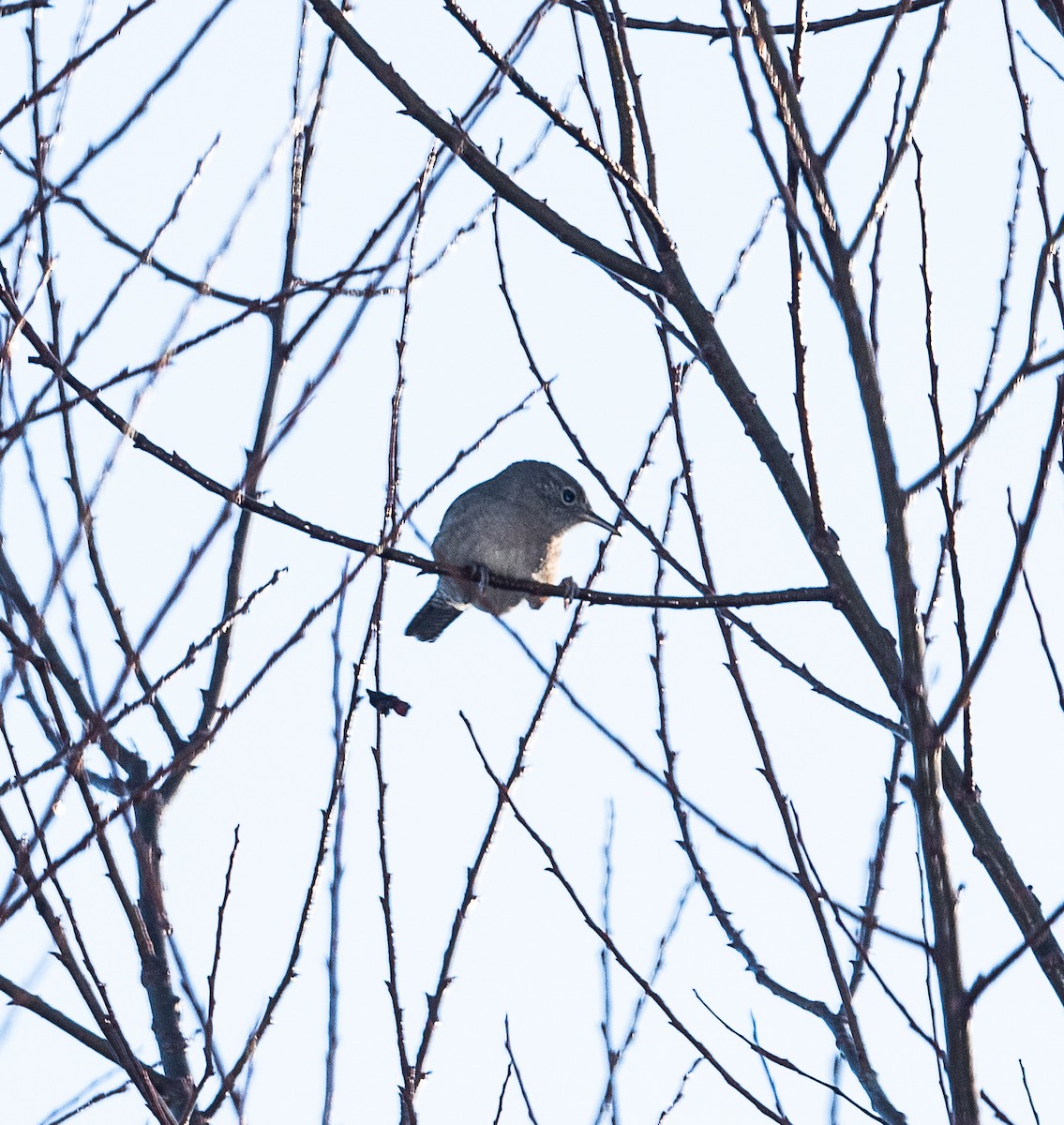 Northern House Wren - ML396397321