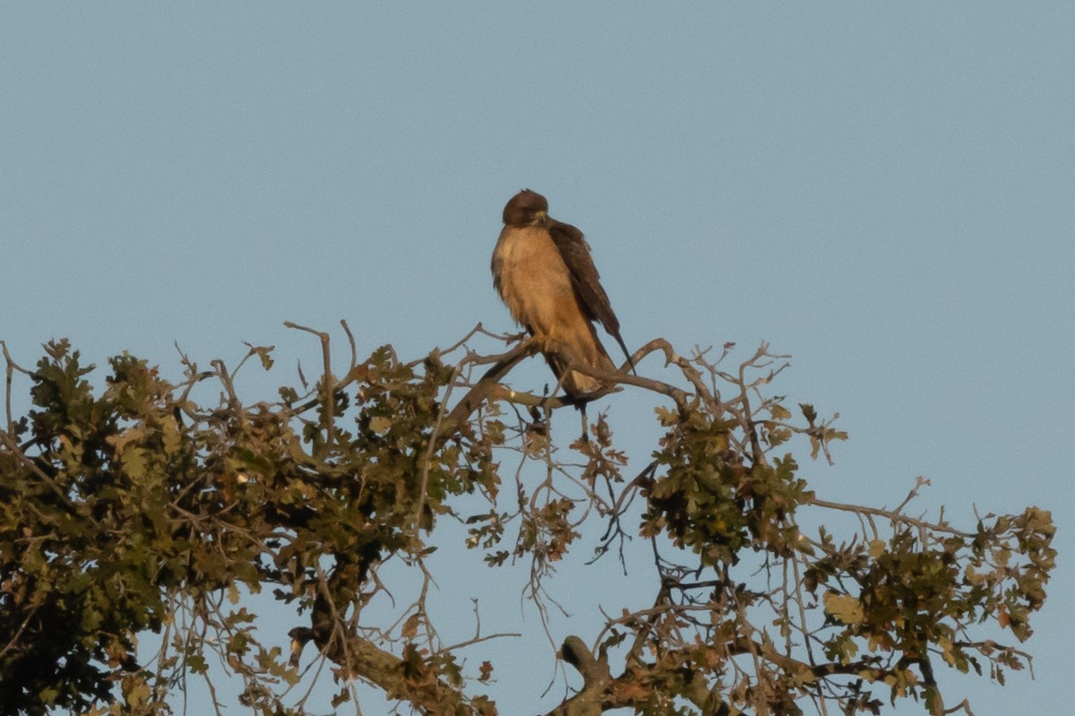 Red-tailed Hawk - ML396399541