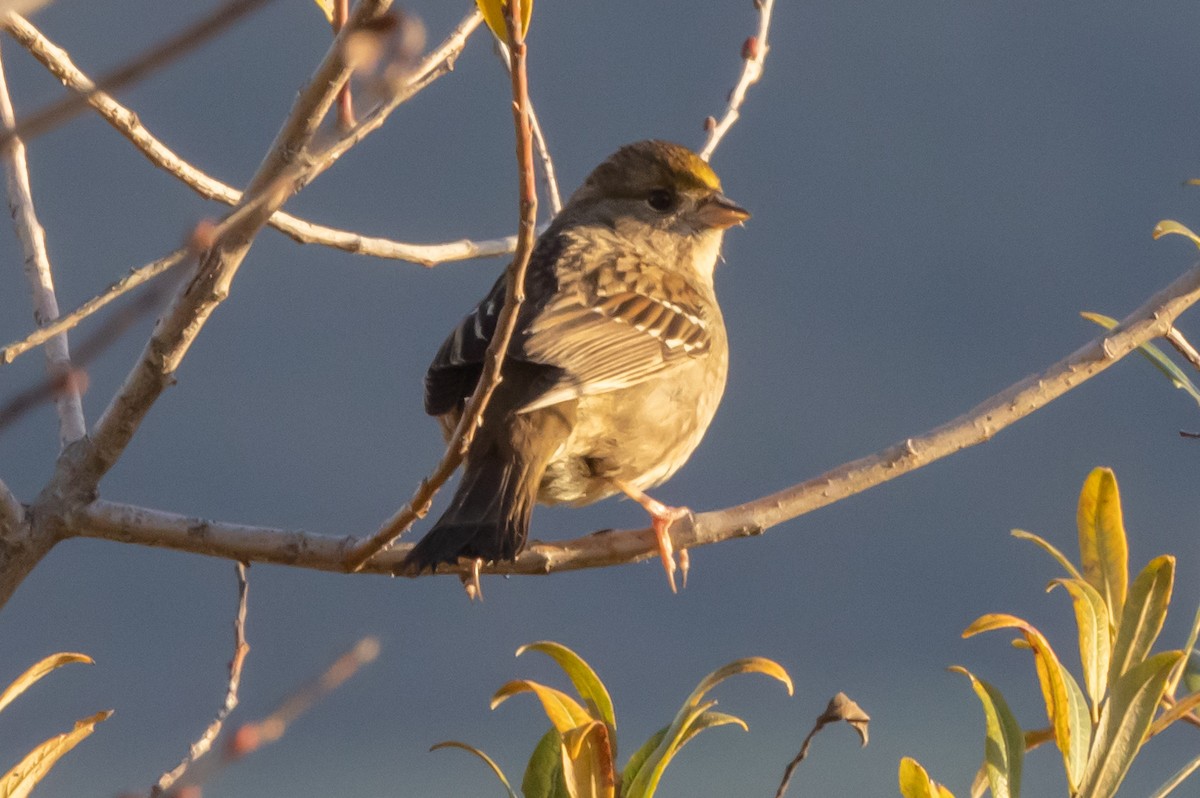 Golden-crowned Sparrow - ML396399791