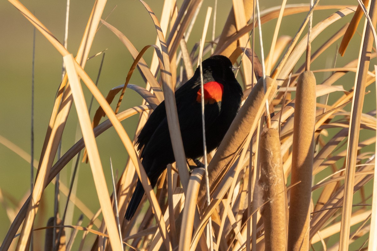 Red-winged Blackbird (California Bicolored) - ML396399931