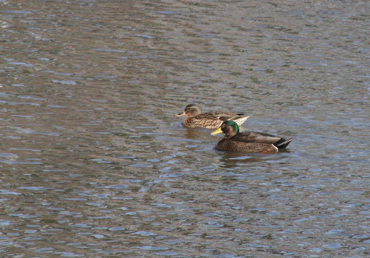 Mallard x American Black Duck (hybrid) - Keith Leonard