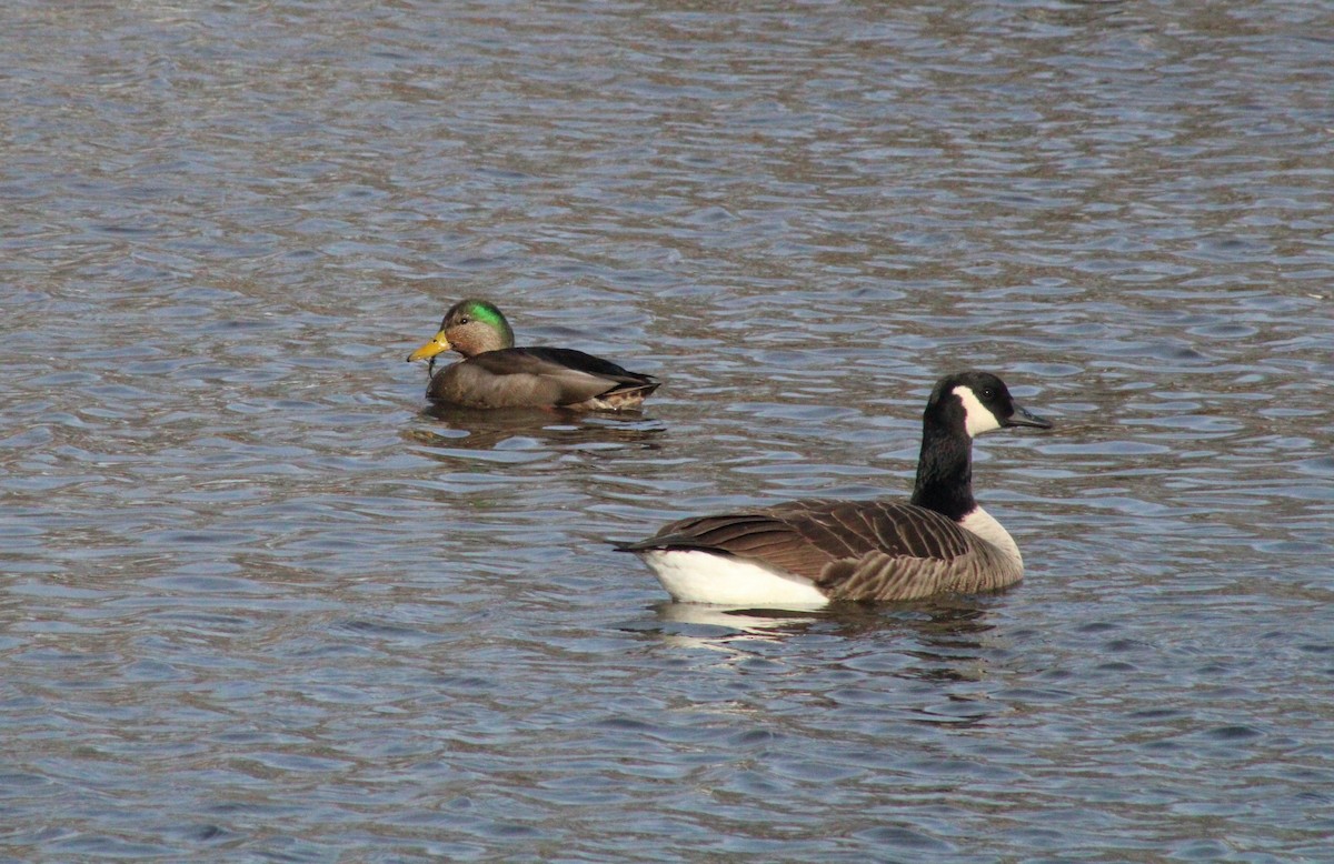 Mallard x American Black Duck (hybrid) - ML396400021