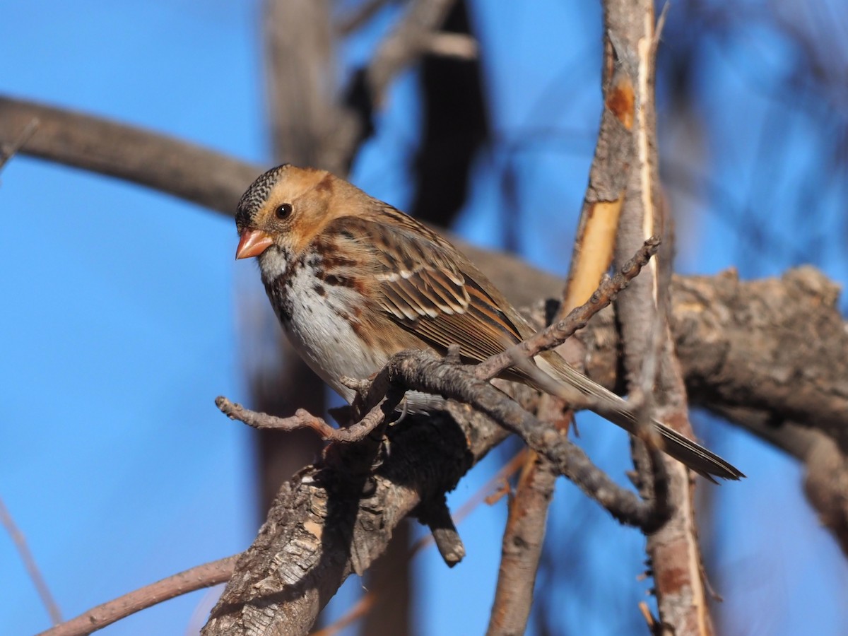 Harris's Sparrow - Leslie S