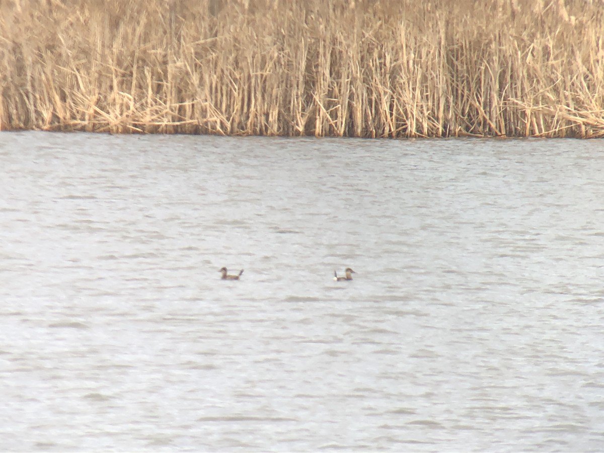 Ruddy Duck - ML396402251