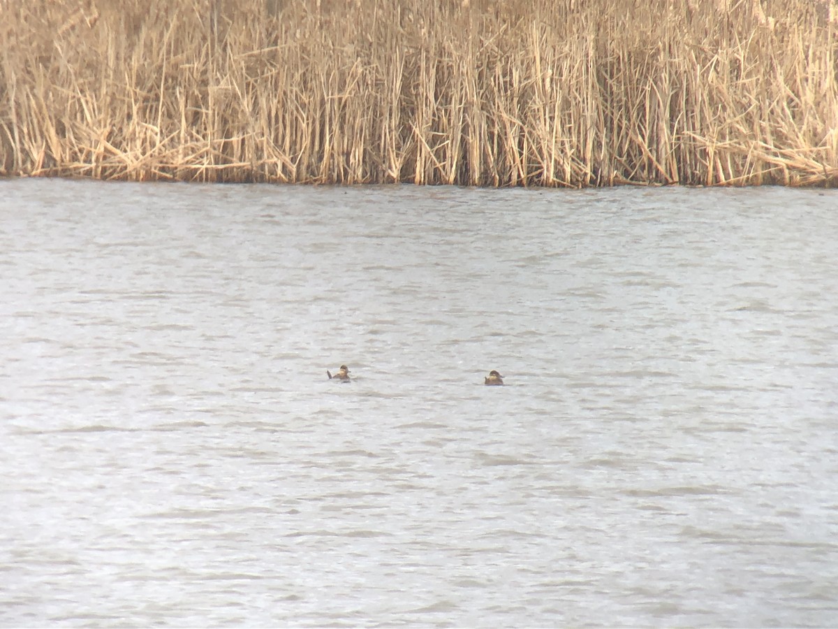 Ruddy Duck - ML396402261