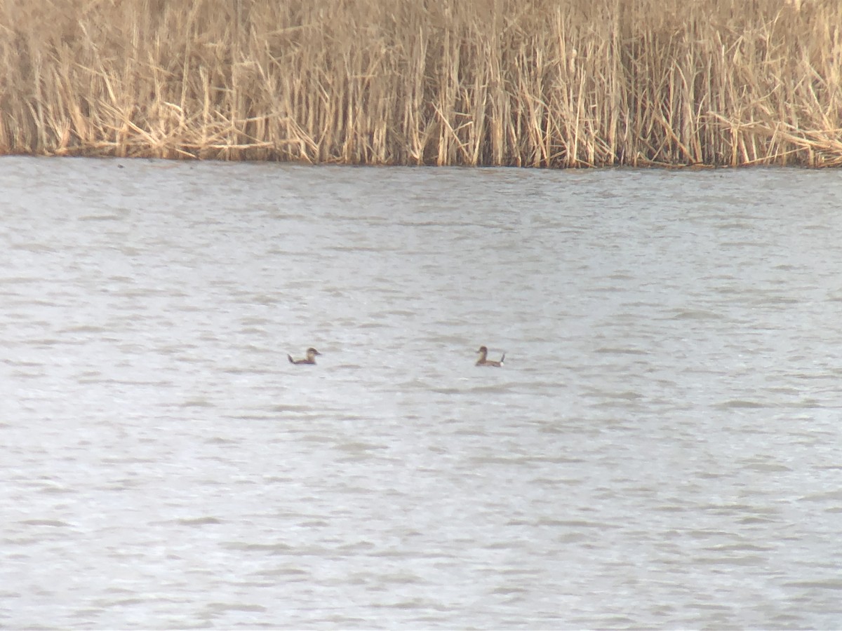 Ruddy Duck - ML396402271