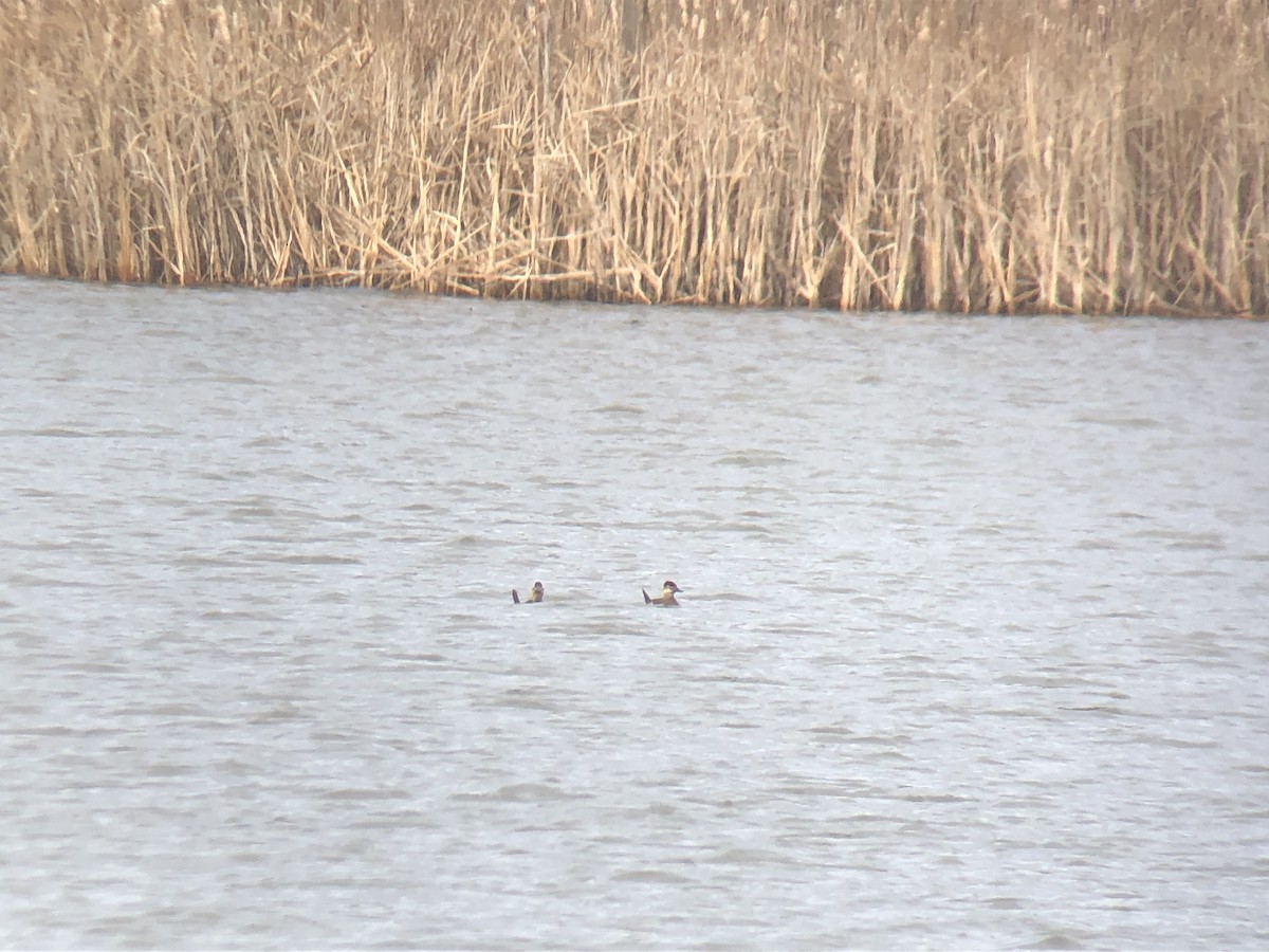 Ruddy Duck - ML396402281