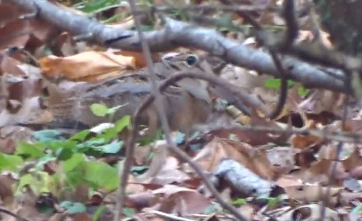 American Woodcock - ML396405841