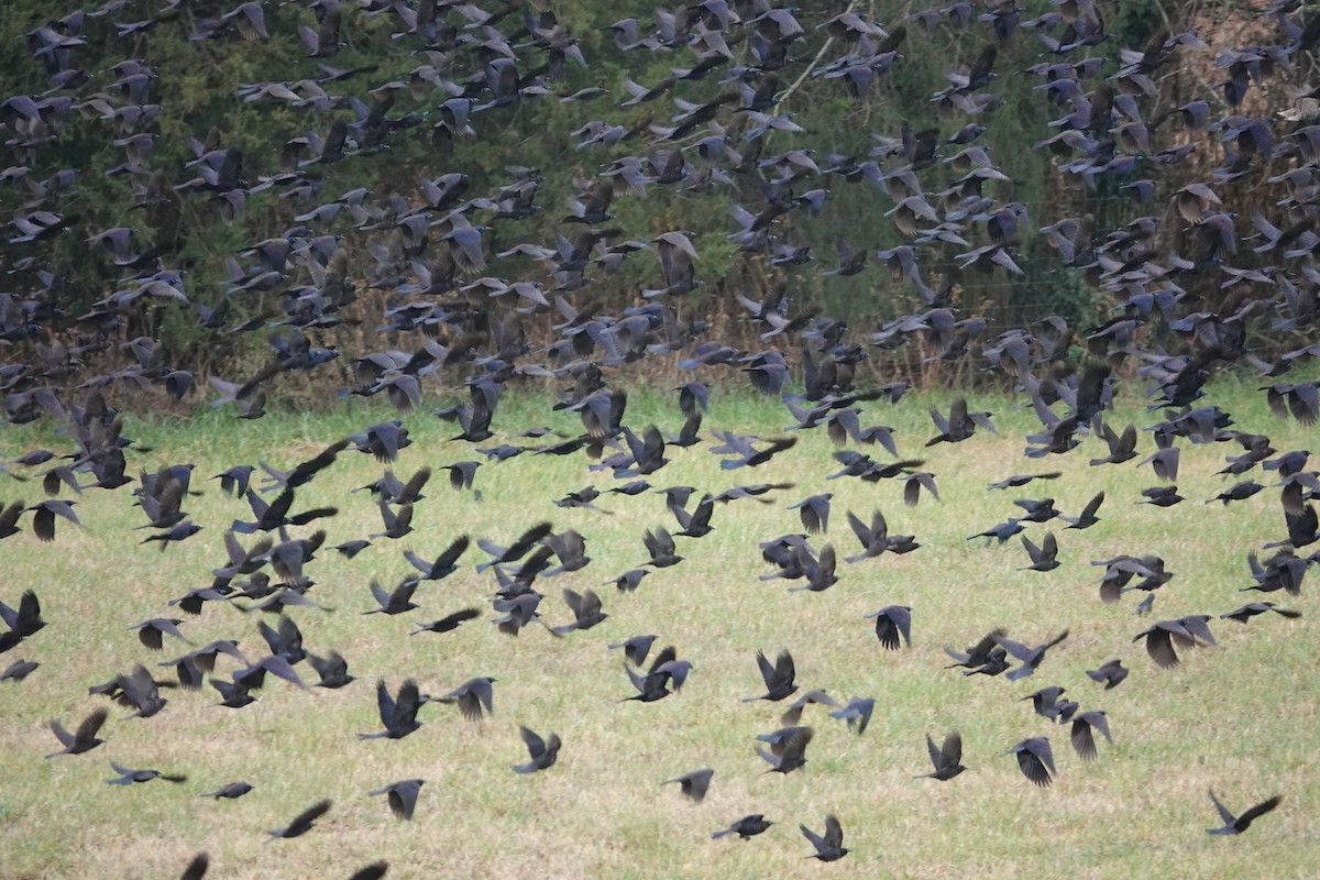 Common Grackle - ML396407491