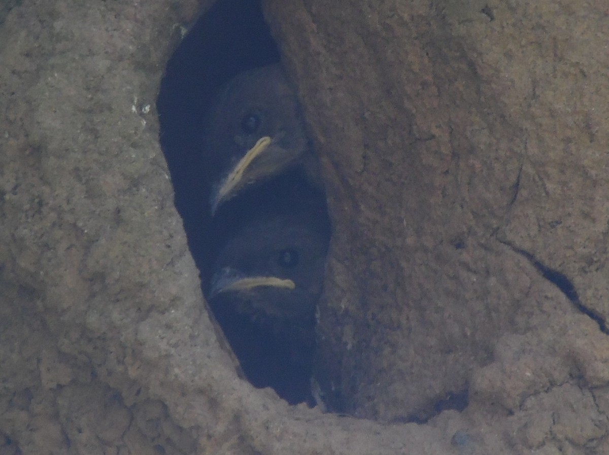 Southern Rough-winged Swallow - ML396409101