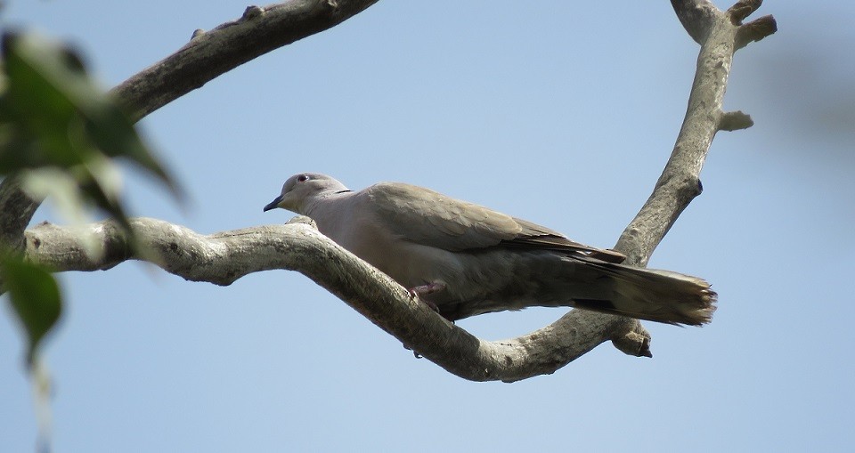 Eurasian Collared-Dove - ML396409331