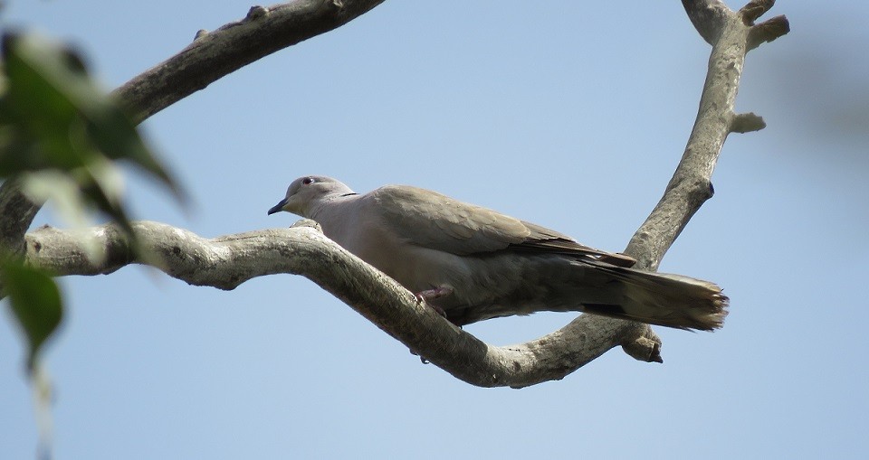 灰斑鳩 - ML396409331