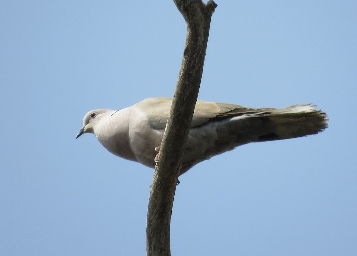 Eurasian Collared-Dove - ML396409361