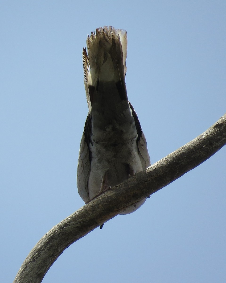 Eurasian Collared-Dove - ML396409371