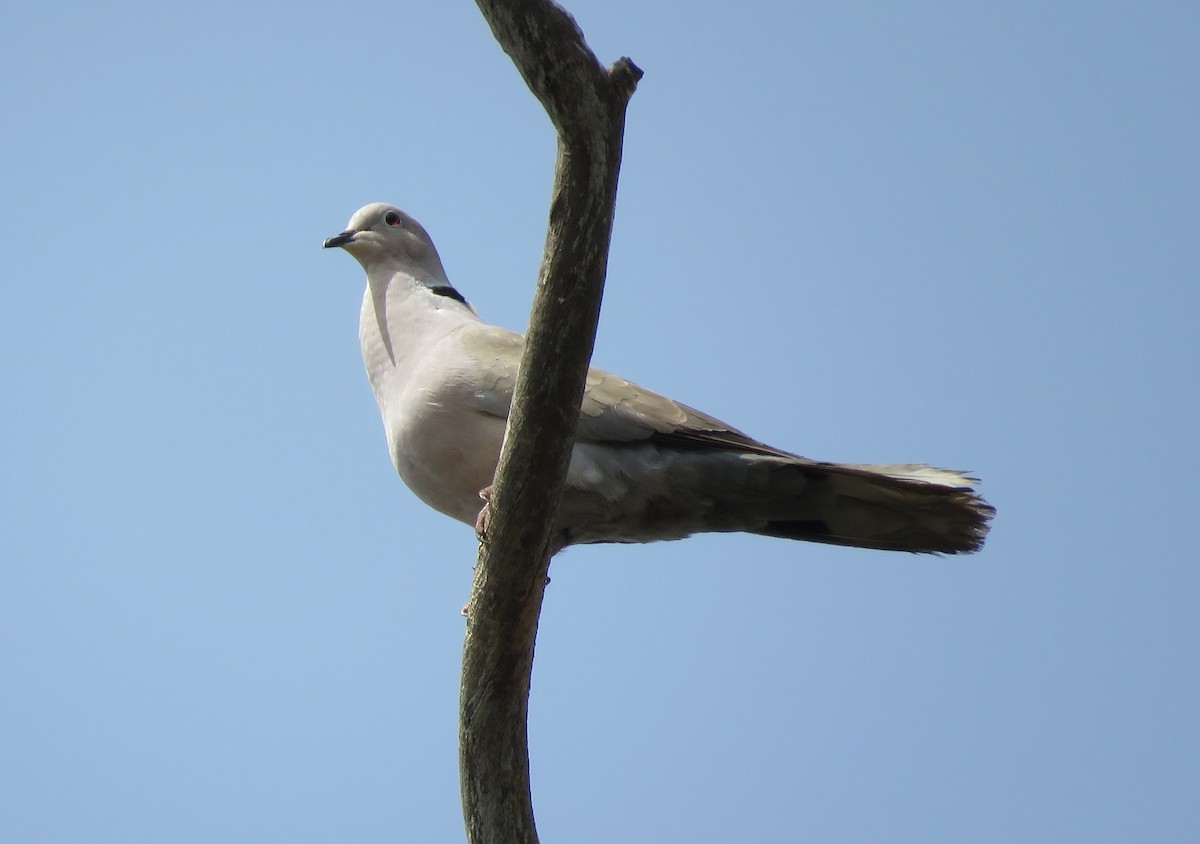Eurasian Collared-Dove - ML396409381