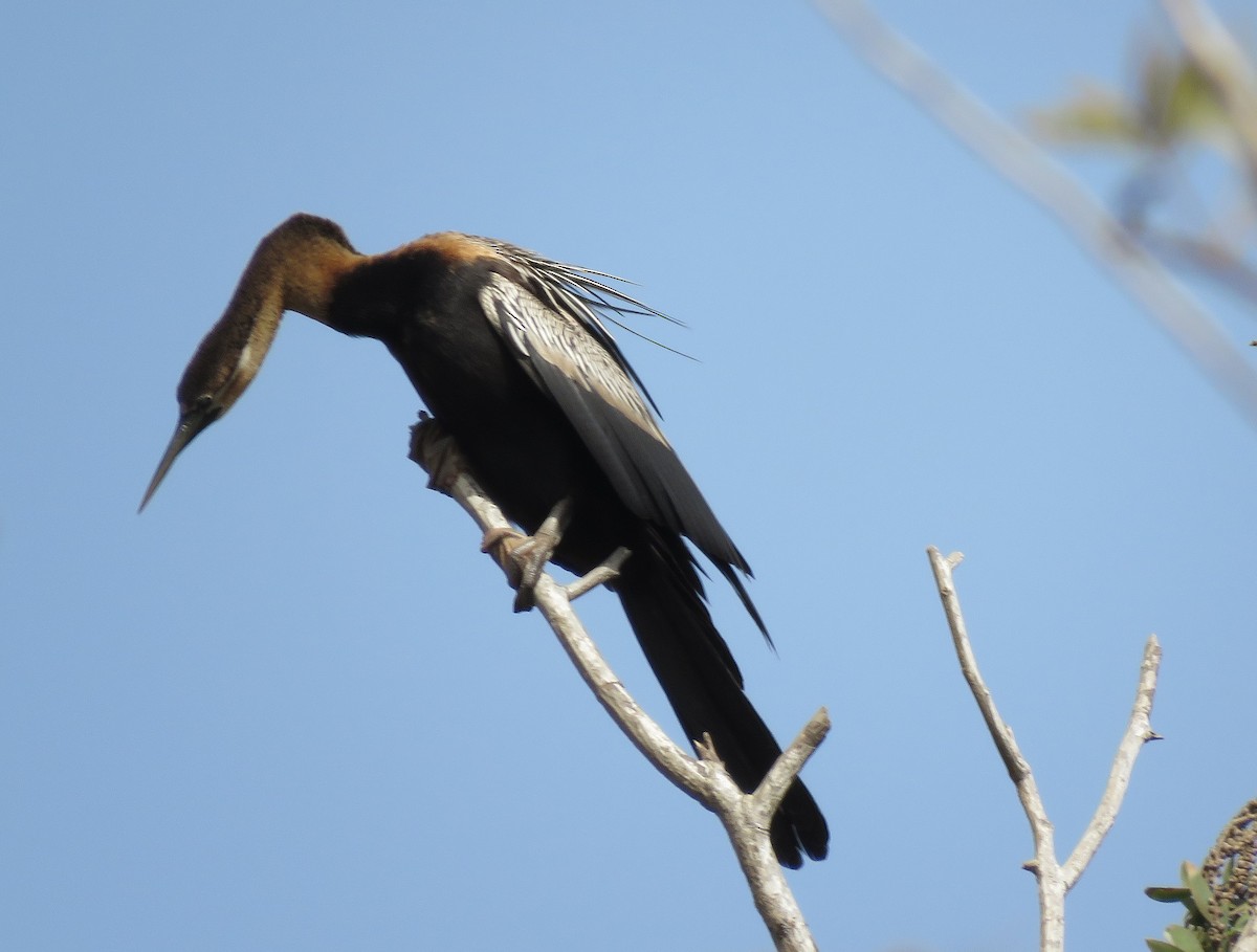 Afrika-Schlangenhalsvogel - ML396409481