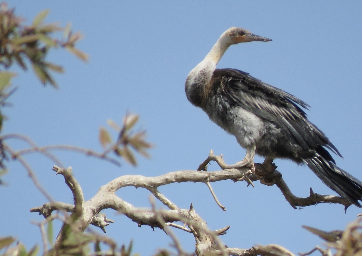 Afrika-Schlangenhalsvogel - ML396409491