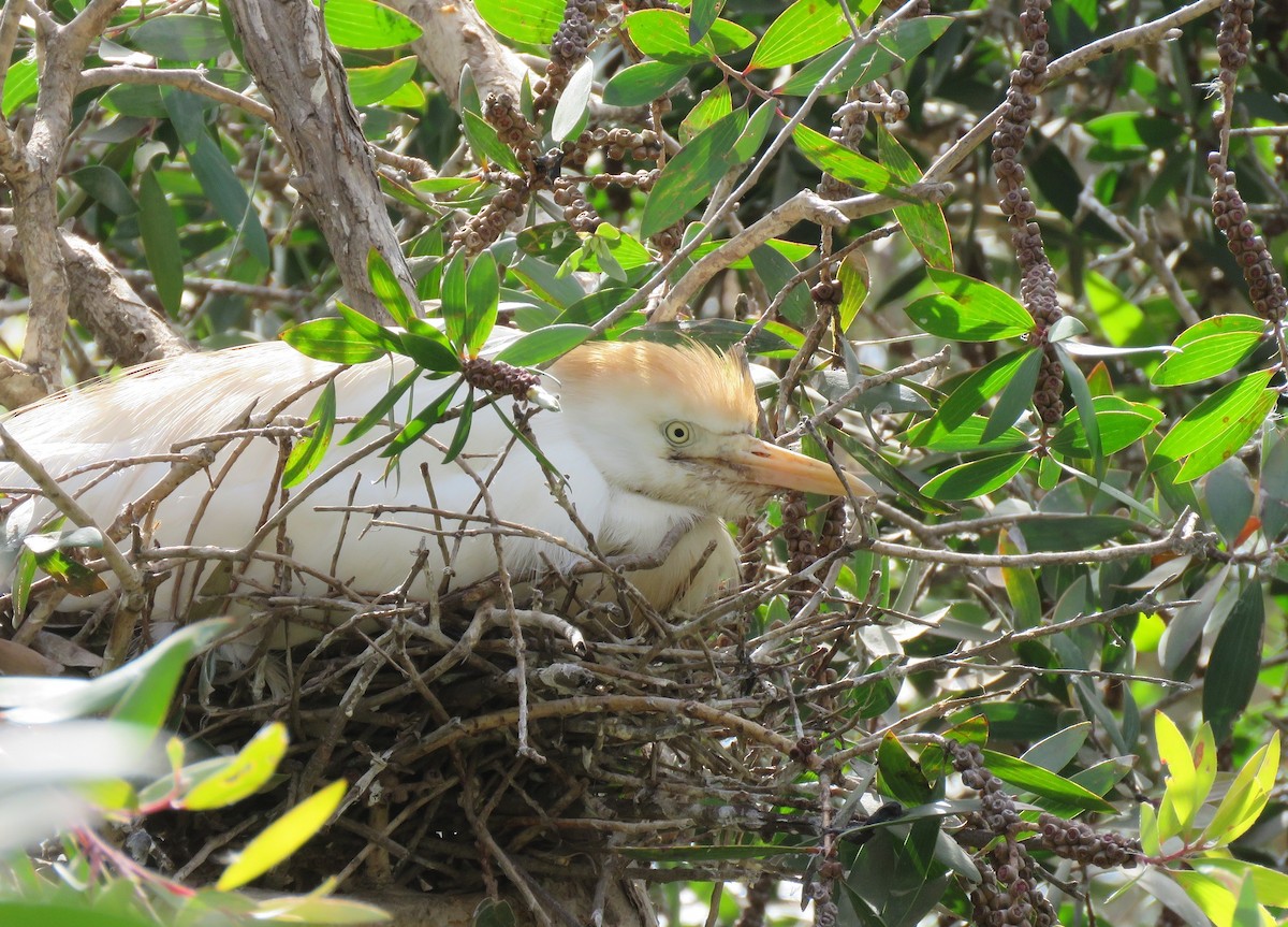 Western Cattle Egret - ML396409551