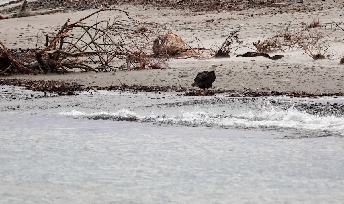 Bald Eagle - ML396409671