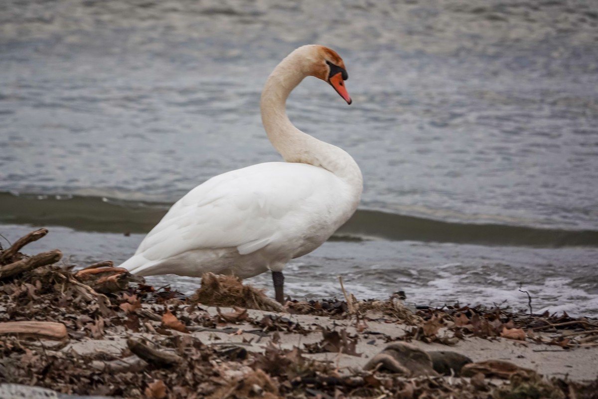 Mute Swan - ML396409691