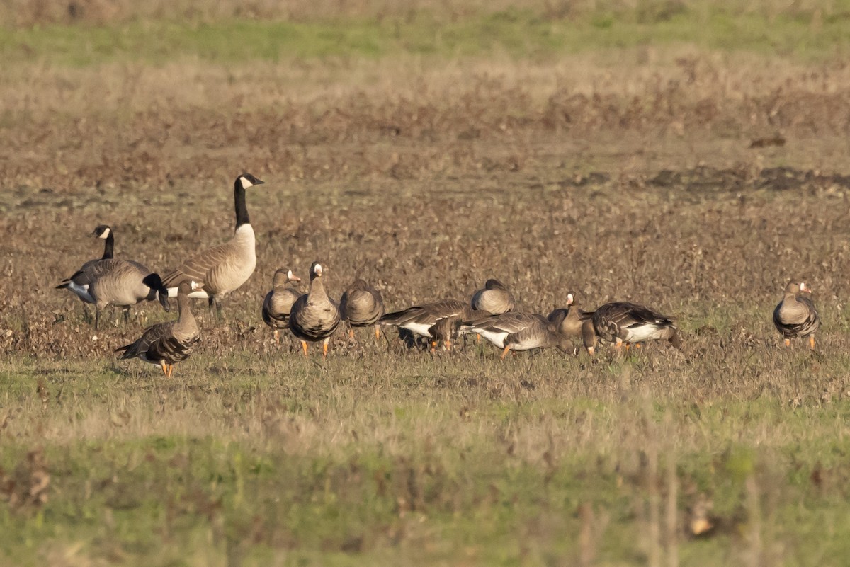 Greater White-fronted Goose - ML396410581