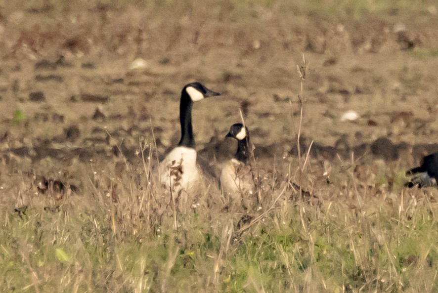 Cackling Goose (Aleutian) - ML396410631