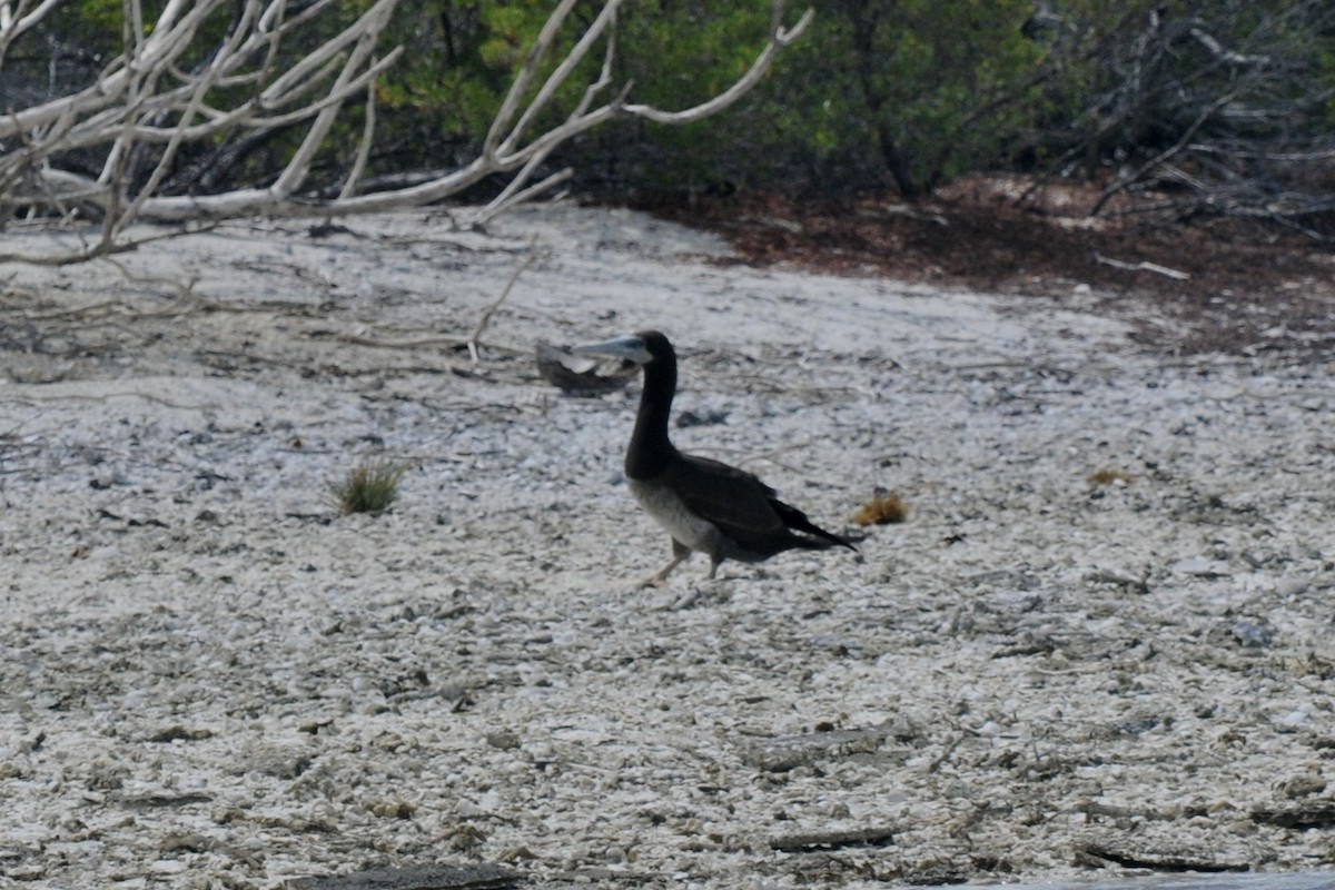 Brown Booby - John Doty