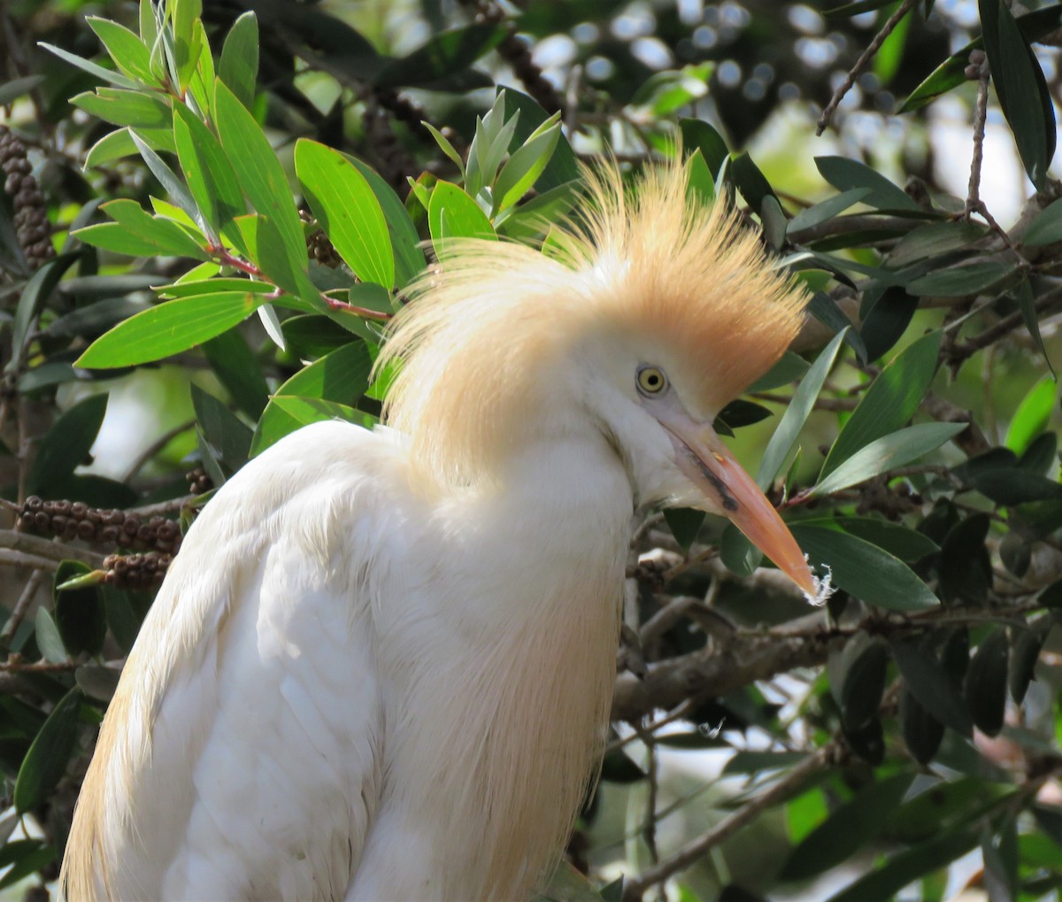 Western Cattle Egret - ML396410871