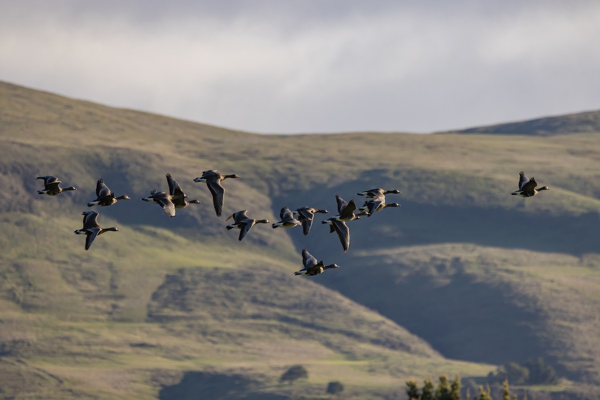 Greater White-fronted Goose - ML396410921