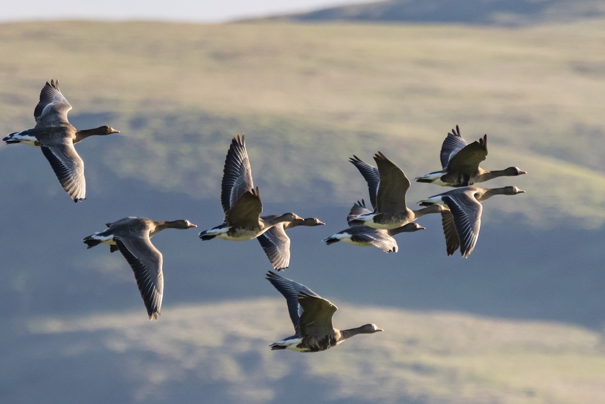 Greater White-fronted Goose - ML396410991