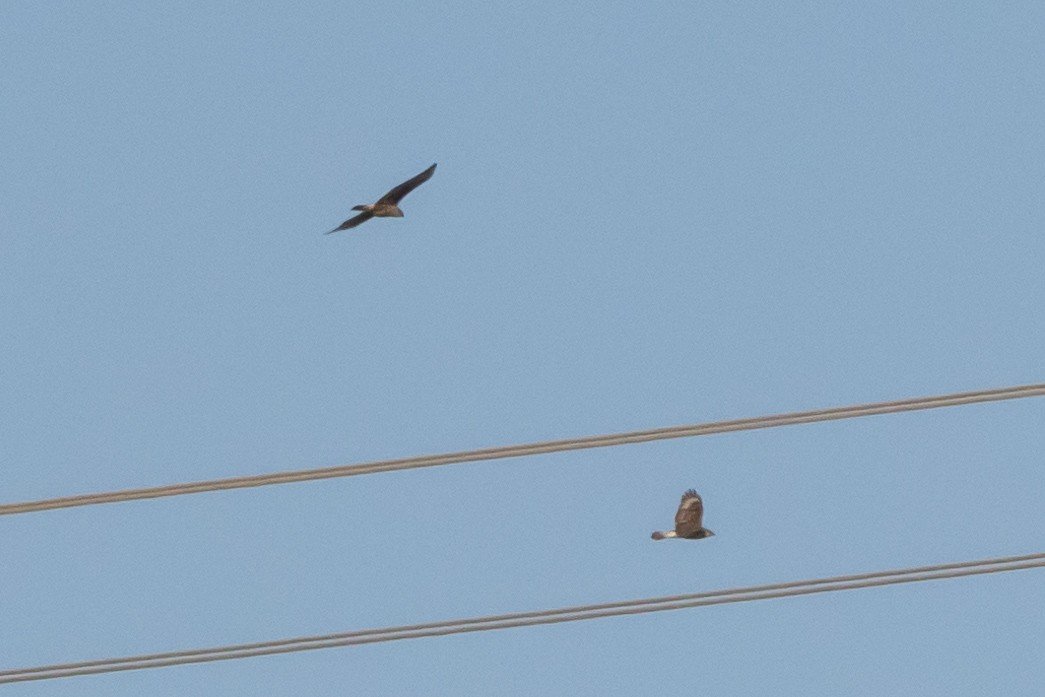 Ferruginous Hawk - ML396411031