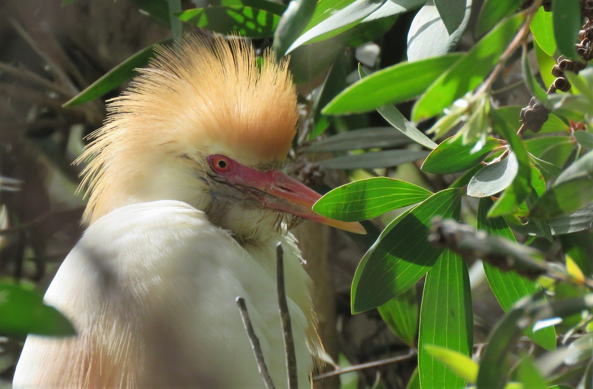 Western Cattle Egret - ML396411051