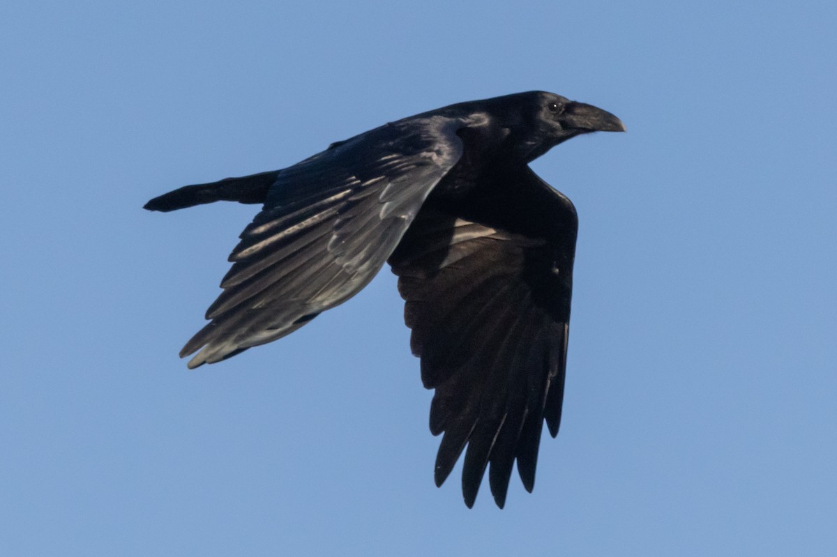 Common Raven - ML396411061