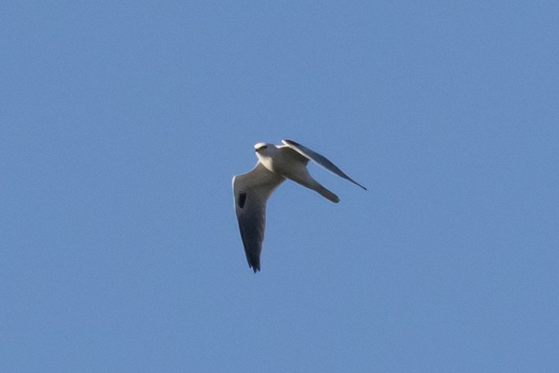 White-tailed Kite - ML396411131