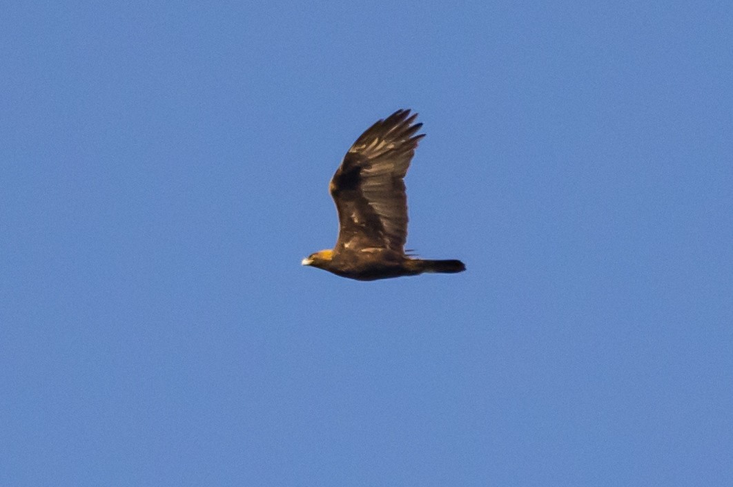 Golden Eagle - ML396411211