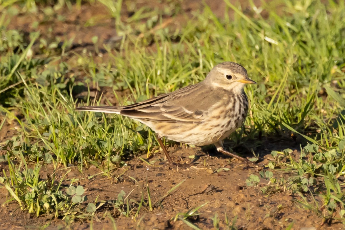 American Pipit - ML396411421