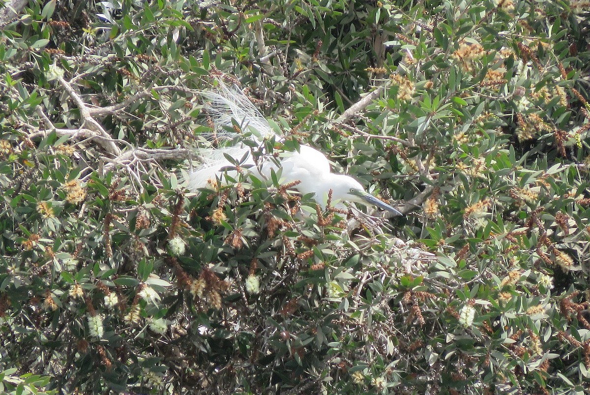 Great Egret - ML396411981