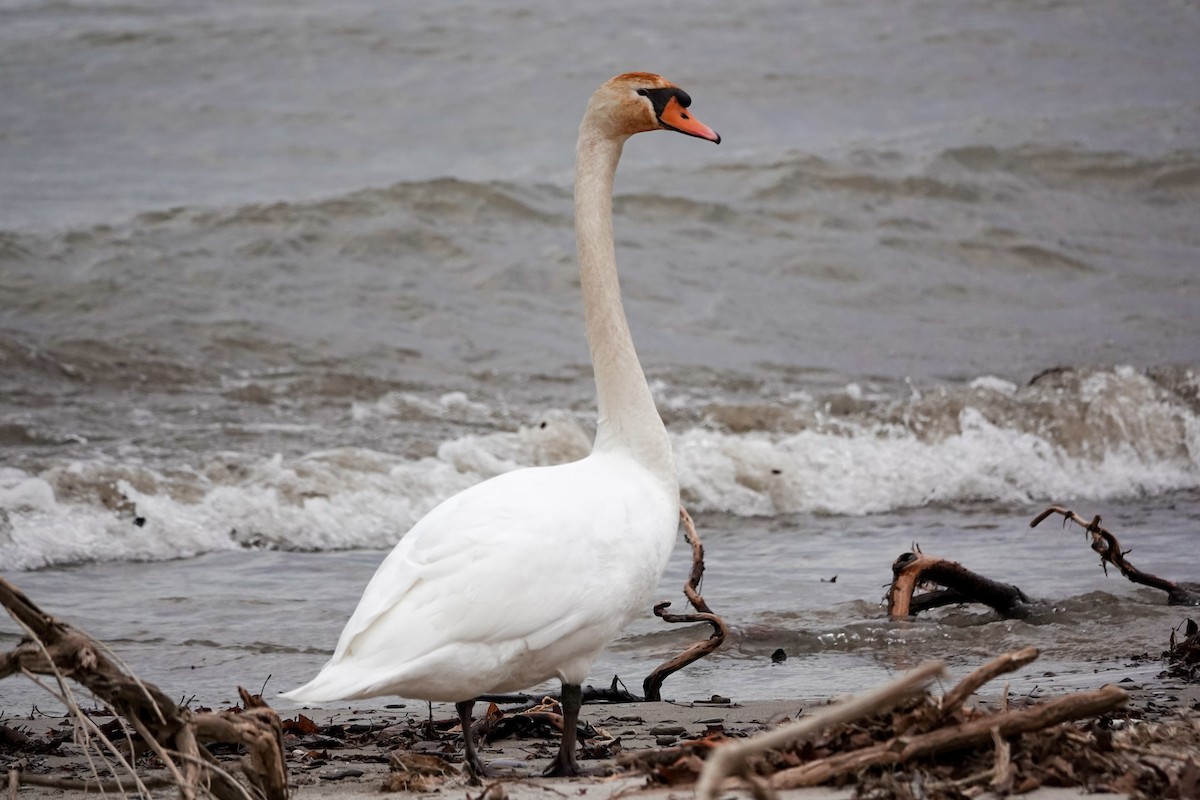 Mute Swan - ML396412031