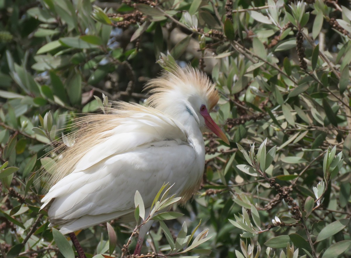 Western Cattle Egret - ML396412051