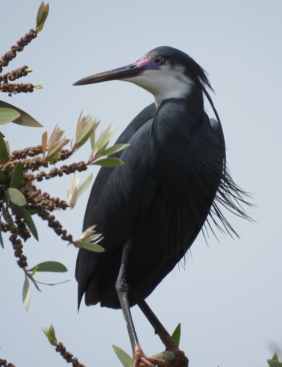 Western Reef-Heron (Western) - ML396412401