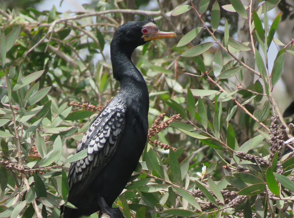 Long-tailed Cormorant - ML396412471