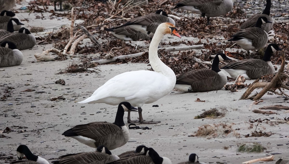 Mute Swan - ML396412861