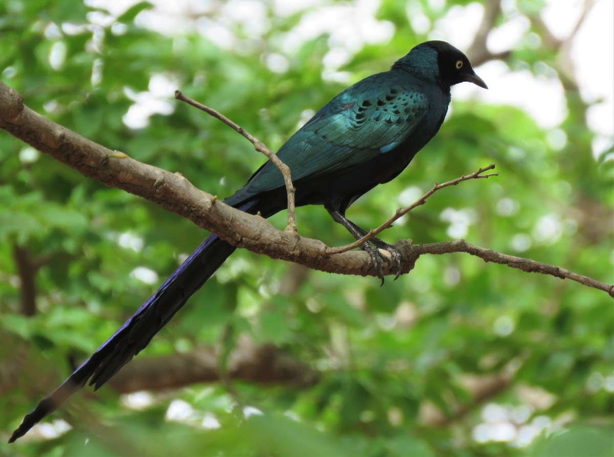 Long-tailed Glossy Starling - ML396413291